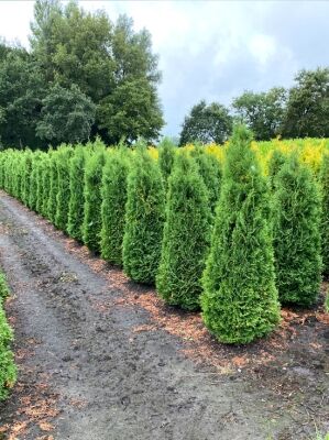 Lebensbaum / Thuja gnstig in Top-Baumschulqualitt kaufen