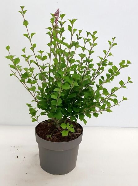 Syringa meyeri 'Palibin' / Zwerg-Duftflieder 'Palibin' 40-60 cm C5, buschiger Strauch im Topf mit grünen Blättern