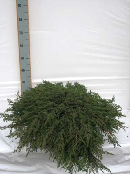 Juniperus communis 'Green Carpet' (Grüner Kriech-Wacholder), bodendeckender Wuchs, 70–80 cm breit, im Container C15.
