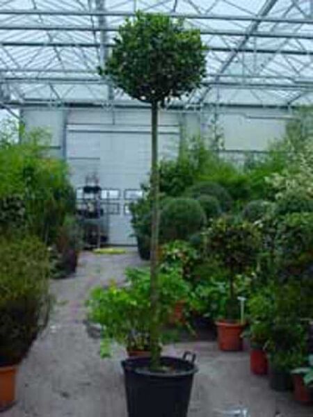 Laurus nobilis „Kugel auf Stamm“, Echter Küchenlorbeer als Hochstamm mit kugelförmiger Krone im Container