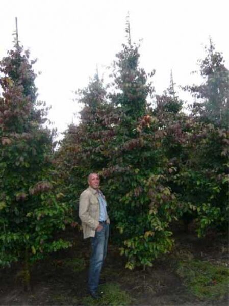 Parrotia persica 'Vanessa' / Eisenholzbaum 'Vanessa' 350-400 cm, mehrstämmiger Baum mit dichtem Laub im Baumschulbestand