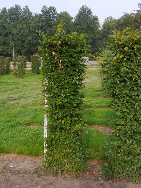 Hainbuche / Fertighecke / Heckenelement 200 cm x 50 cm x 50 cm mit Drahtballierung / Carpinus betulus