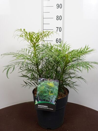 Chinesische Mahonie 'Soft Caress' (Mahonia eurybracteata 'Soft Caress'), 20-30 cm, C10, im Topf mit schmalen grünen Blättern