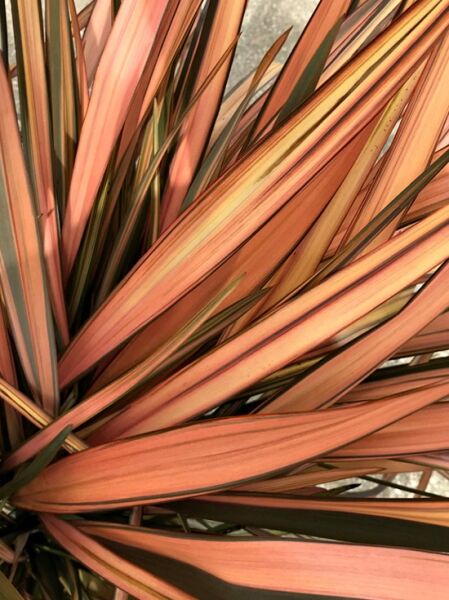 Neuseeländer-Flachs 'Flamingo' / Phormium tenax 'Flamingo'