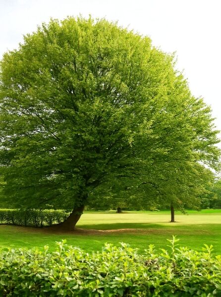 Carpinus betulus (Hainbuche, Weißbuche) als großer Laubbaum mit dichter, hellgrüner Krone.