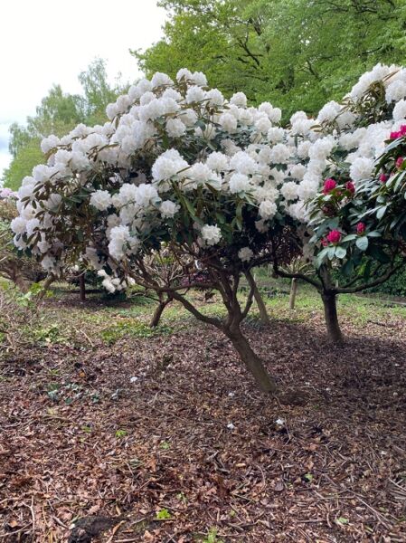 Rhododendron yakushimanum 'Schneekrone' / Rhododendron 'Schneekrone'