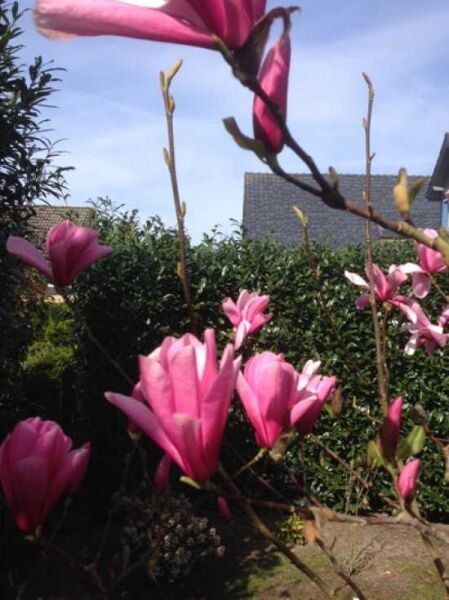 Tulpen-Magnolie 'Heaven Scent' / Magnolia soulangiana 'Heaven Scent'