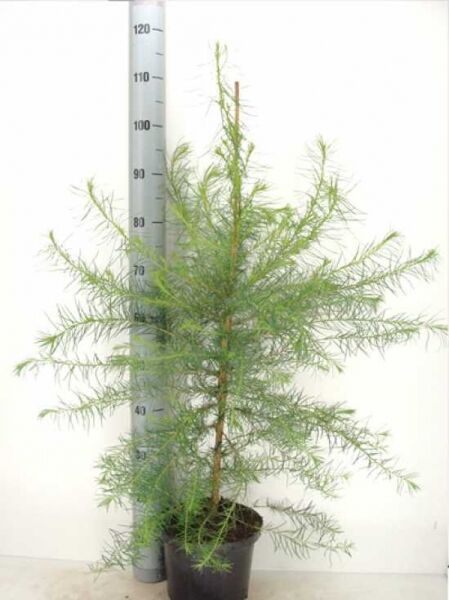 Larix decidua (Europäische Lärche) 80-100 cm C5, junger Nadelbaum im Topf mit feinen, hellgrünen Nadeln.