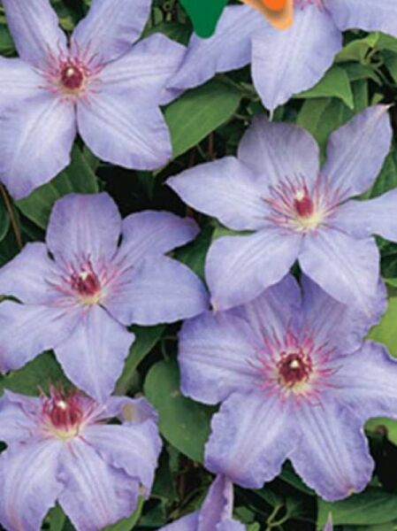Waldrebe 'The First Lady' / Clematis 'The First Lady'
