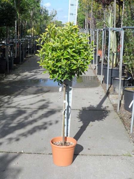 Japanischer Spindelstrauch 'Aureus' (Euonymus japonicus 'Aureus') 80 cm Stamm im Topf, gelbgrünes Laub, C25