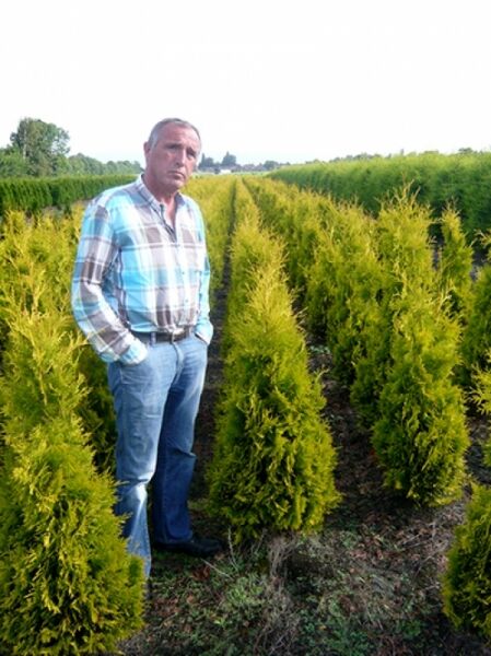 Thuja occidentalis 'Yellow Ribbon' / Lebensbaum 'Yellow Ribbon' 125-150 cm m. B. in Baumschulreihe, gelbgrünes Nadelgehölz