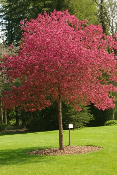 Zierapfel 'Eleyi' / Zierapfel 'Eleyi'