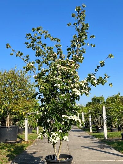 Chinesischer Blumen-Hartriegel 'Wieting's Select' 350-400 cm / Cornus kousa var. chinensis 'Wieting's Select' (1567046)