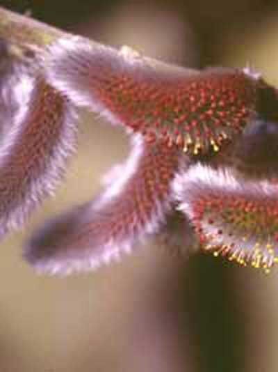 Salix purpurea / Purpur-Weide