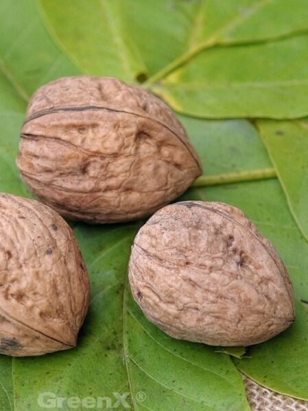 Gemeine Walnuss 'Mars' / Edelnuss 'Mars' / Walnuss 'Mars' / Juglans regia 'Mars'