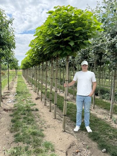 Kugel-Trompetenbaum - Catalpa bignonioides 'Nana' - Baumschule NewGarden