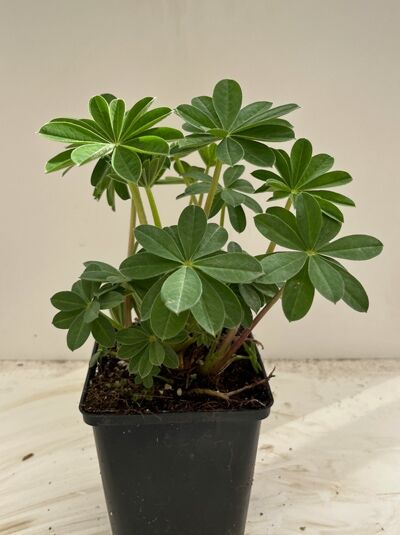 Westcountry Lupine 'Persian Slipper ®' - Lupinus polyphyllus (vegetativ) 'Persian Slipper ®'