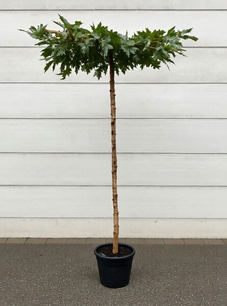 Morus alba 'Macrophylla' (Weißer Maulbeerbaum) als Dachspalier/Dachform im Container, Hochstamm mit flacher Krone