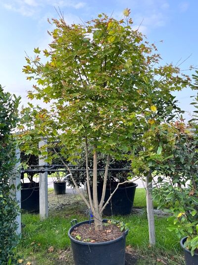 Kolchischer Gold-Ahorn (Acer cappadocicum 'Aureum') 250-300 cm im Container, mehrstämmiger Baum mit gelappten Blättern