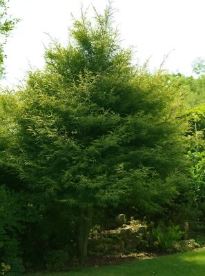 Kleine farnblttrige Buche 'Sandrode' - Fagus sylvatica 'Sandrode'