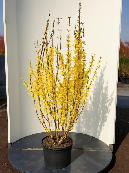 Forsythie 'Week-End' / Goldglöckchen 'Week-End ®' / Forsythie 'Week-End' / Goldglöckchen 'Week-End ®'