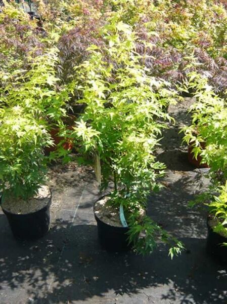 Japanischer Ahorn / Fächer-Ahorn 'Orange Dream' / Acer palmatum 'Orange Dream'
