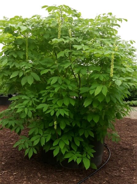 Strauch-Rosskastanie (Aesculus parviflora) 250–300 cm, C750, mehrstämmiger Strauch im Container mit grünem Laub und Blütenrispen.