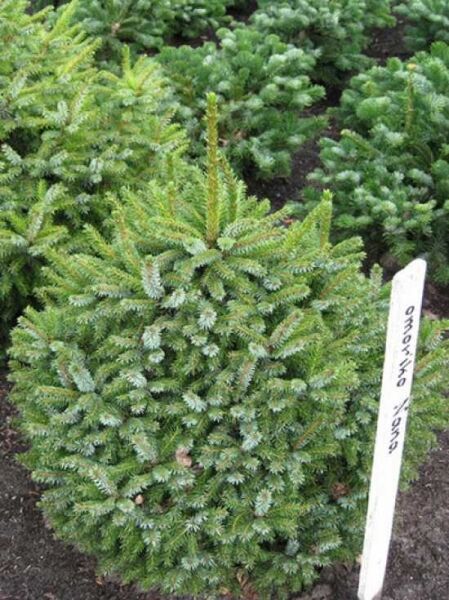 Omorika-Zwergfichte / Picea omorika 'Nana'
