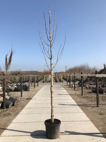Phellodendron amurense / Amur-Korkbaum Hochstamm 10-12 StU im Container, laubloser Jungbaum mit geradem Stamm und Krone.