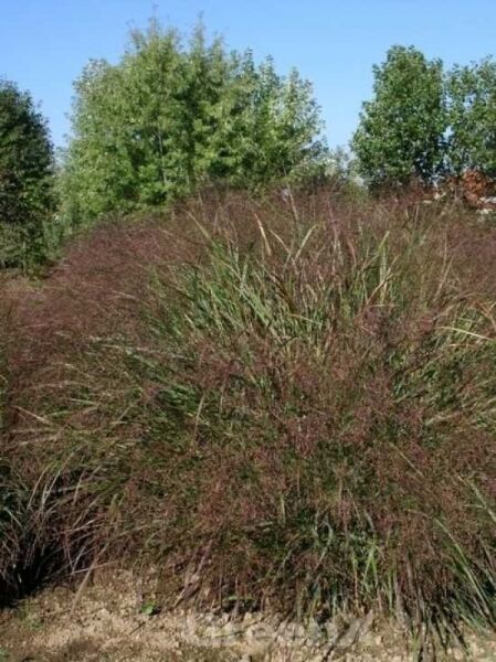 Ruten-Hirse 'Squaw' / Panicum virgatum 'Squaw'