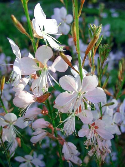 Prachtkerze / Präriekerze &#039;Whirling Butterflies&#039; / Gaura lindheimeri &#039;Whirling Butterflies&#039;