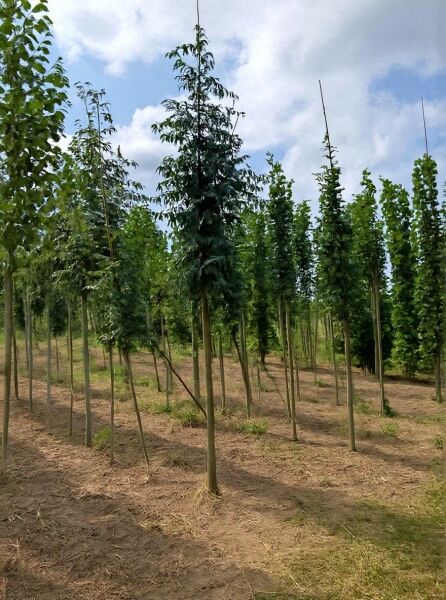 Sorbus aucuparia „Fastigiata“ (Säulen-Eberesche) Hochstamm 12–14 StU mit Drahtballen, schlanker säulenförmiger Wuchs in Baumschule