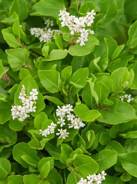 Kissen-Knöterich 'Kahil' / Kissen-Knöterich 'Kahil'