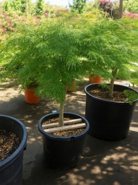 Grüner Schlitz-Ahorn (Acer palmatum 'Dissectum') 80 cm Stamm C50 im Container mit grünem, fein geschlitztem Laub