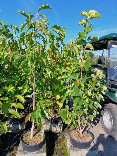 Magnolia 'Banana Split' / Magnolie 'Banana Split' 125-150 cm C20, mehrtriebige Pflanze im Container mit grünem Laub.