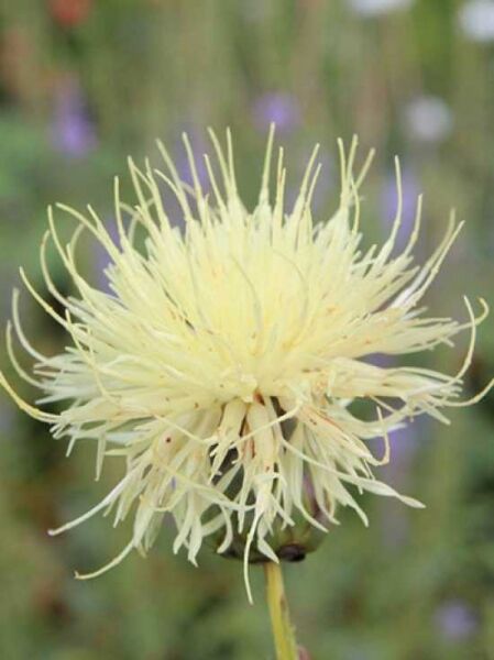 Ukrainische Flockenblume / Centaurea ruthenica