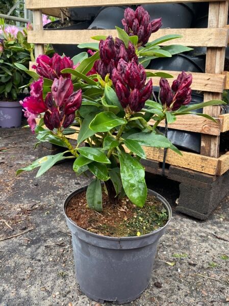 Rhododendron 'Black Widow' (Rhododendron Hybride) 30–40 cm C5 im Topf mit dunkelroten Blütenknospen und grünen Blättern