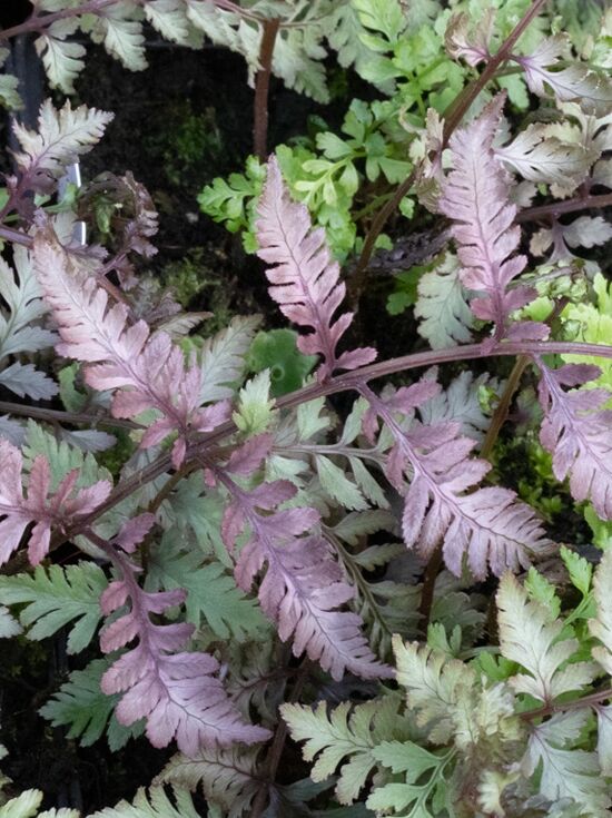 Japanischer Regenbogenfarn 'Red Beauty' / Brokat-Farn 'Red Beauty' -  Athyrium niponicum 'Red Beauty'