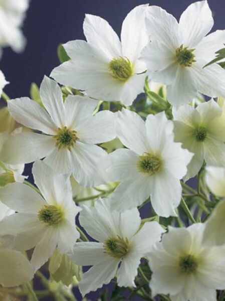 Clematis 'Early Sensation' / Waldrebe 'Early Sensation'