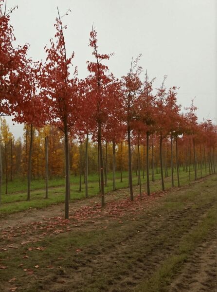 Kupfer-Felsenbirne (Amelanchier lamarckii) Hochstamm 16–18 StU, Reihe von Bäumen mit rotem Laub im Feld.