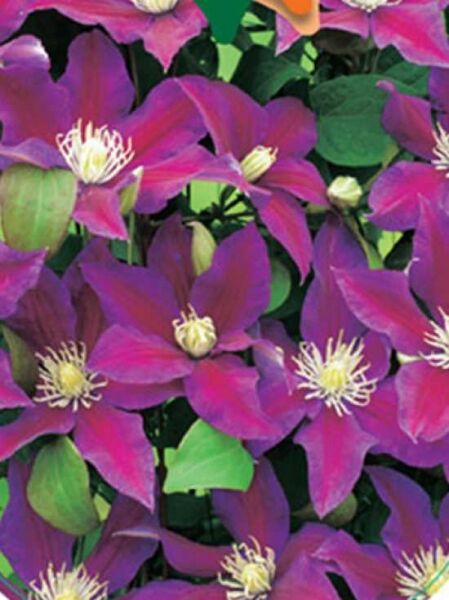 Clematis 'Nirwana' / Waldrebe 'Nirwana'