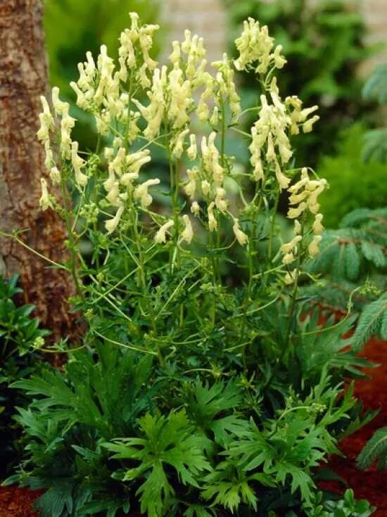 Hahnenfußblättriger Eisenhut / Gelber Eisenhut / Aconitum lamarckii