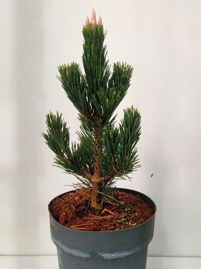 Pinus thunbergii 'Kotobuki' – Japanische Säulen-Zwerg-Schwarzkiefer 'Kotobuki', 20–30 cm im C3-Topf, kompakter Wuchs mit Nadeln