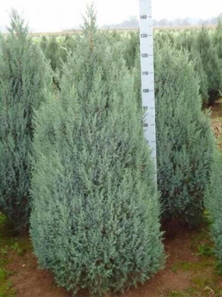 Juniperus chinensis 'Stricta' (Chinesischer Wacholder) Kegel-Wacholder 125–150 cm m. B., kegelförmiger, dicht verzweigter Nadelstrauch