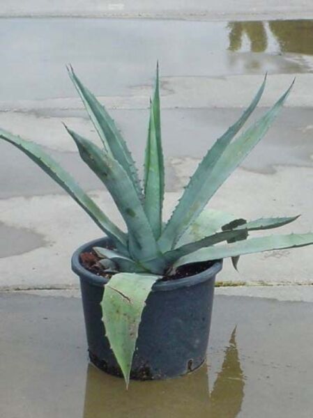Amerikanische Agave / Amerikanische Agave