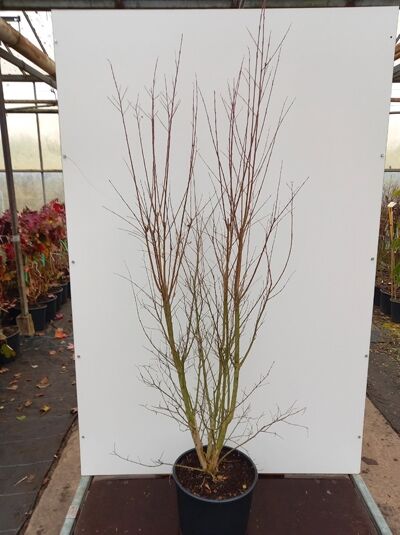 Lagerstroemia indica / Flieder des Südens, Indische Lagerströmie, Kreppmyrte (weiße Blüte) 150-175 cm C25, mehrstämmig im Topf