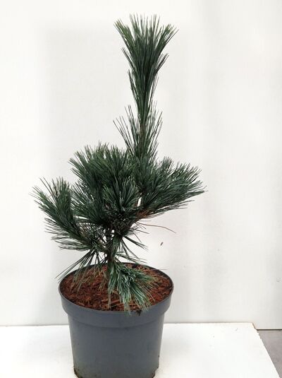Pinus strobus 'Fastigiata' / Säulen-Weymouths-Kiefer, aufrecht wachsender Nadelbaum im Topf (C3), 30–40 cm