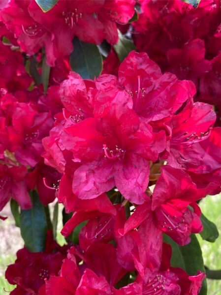 Rhododendron Hybride 'Lagerfeuer' / Rhododendron 'Lagerfeuer' mit leuchtend roten Blütenständen und dunkelgrünen Blättern