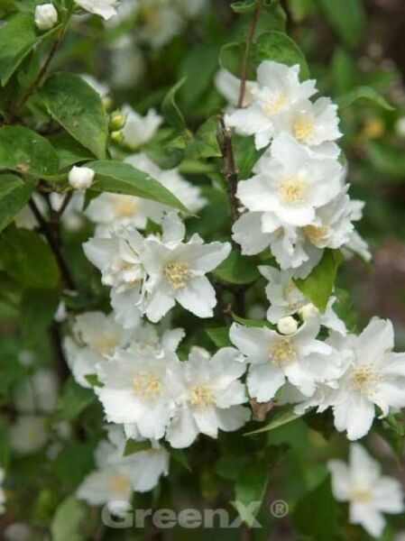 Philadelphus 'Dame Blanche' / Pfeifenstrauch / Falscher Jasmin