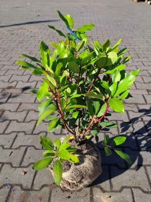 Rhododendron 'Roland' - Rhododendron Hybride 'Roland' - Baumschule NewGarden
